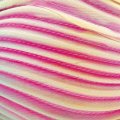 シルクツイル トロピカルピンクボレアリス Tropical Pink Borealis【地色：ピンク】15cm 現品限り